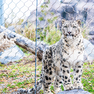 Snow Leopard
