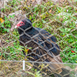 Ted the Turkey Vulture