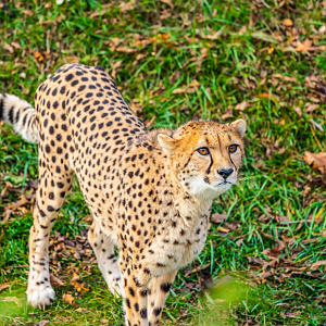 Emarah the female Cheetah