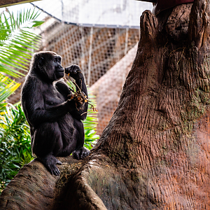 Johari the female Western Lowland Gorilla
