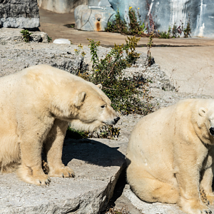 Nikita (left) and Aurora (right) the Polar Bears twin sisters