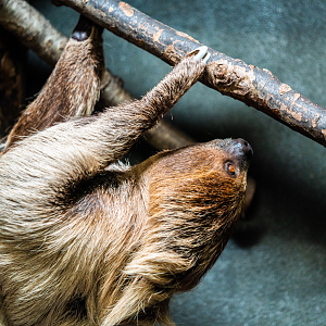 Sally the female Linnaeus's Two-toed Sloth
