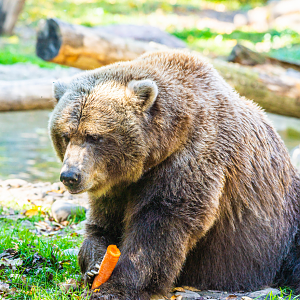 Shintay the female Grizzly Bear