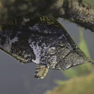 South American leaf fish