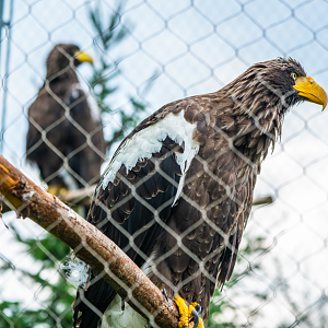 Steller Sea Eagles