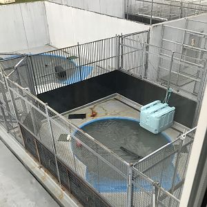 Ringed Seal rehabilitation.