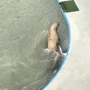 Steller Sea Lion