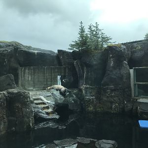 Steller Sea Lion Exhibit