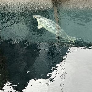 Spotted Seal