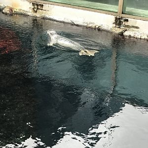 Spotted Seal