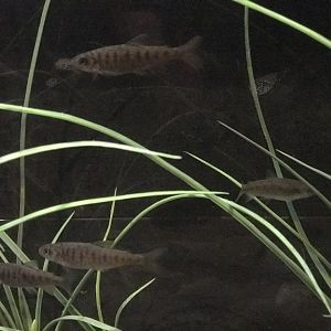 Salmon Lifecycle Exhibit