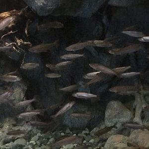 Salmon Lifecycle Exhibit