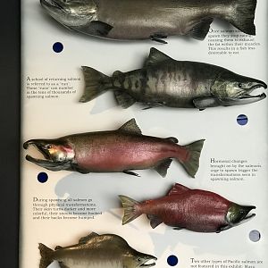 Salmon of Alaska