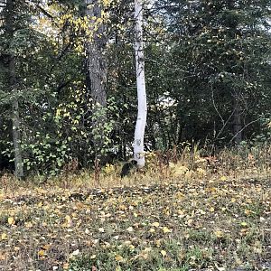 North American Porcupine - Alaska