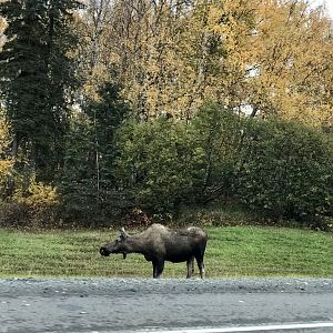 Moose - Alaska
