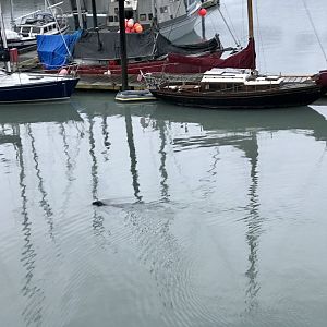 Pacific Harbor Seal - Alaska