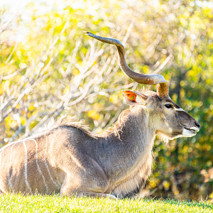 Maynard the male Greater Kudu