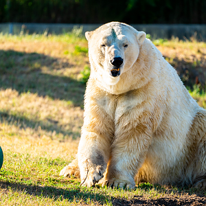 Hudson the male Polar Bear