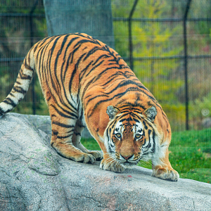 Vasili the male Siberian Tiger