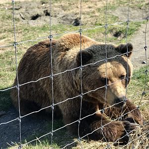 Brown Bear - May 2020