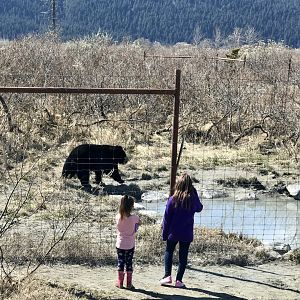 Black Bear Exhibit - May 2020