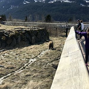 Brown Bear exhibit - May 2020