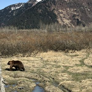 Brown Bear Exhibit - May 2020