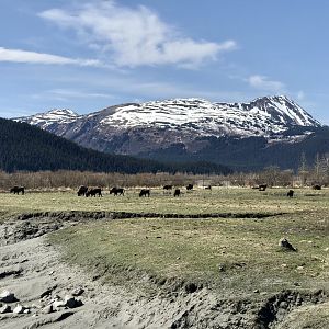 Wood Bison - May 2020