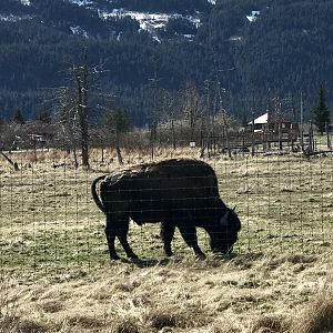 Wood Bison - May 2020