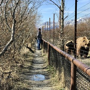 Brown Bear Exhibit - May 2020