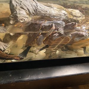 Unknown pile of turtles