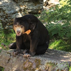 Sun Bear - May 2020