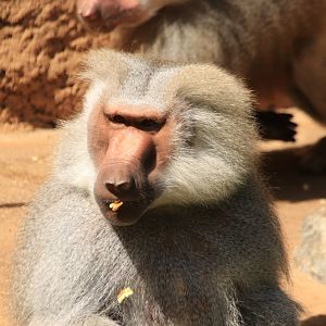 Hamadryas baboon - May 2020