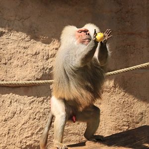 Hamadryas baboon catching an apple - May 2020