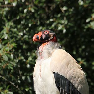 King vulture - May 2020