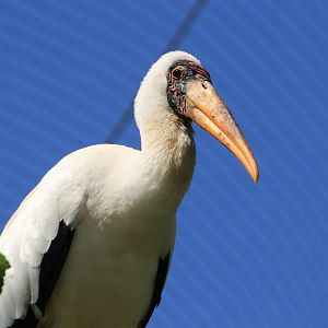 Milky stork - May 2020