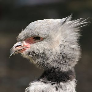 Southern screamer - May 2020