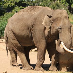 Asian elephant - May 2020