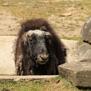 Greenland musk ox - May 2020