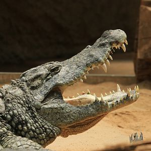 Nile crocodile - May 2020