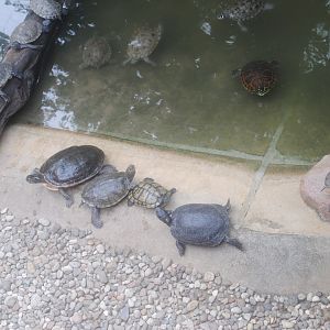 Unknown map turtles in Tierpark Berlin 2017