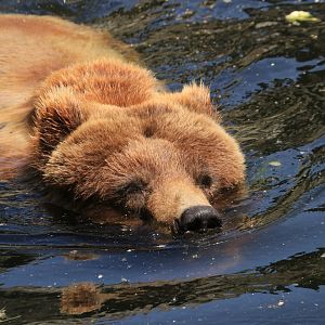 Grizzly bear - May 2020