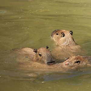 Capybaras - May 2020