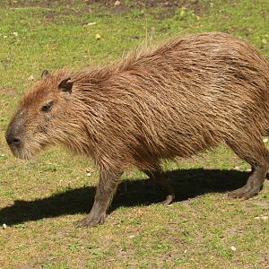 Capybara - May 2020