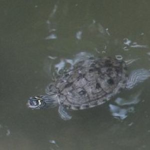 Tierpark Berlin 2017 - map turtle ID