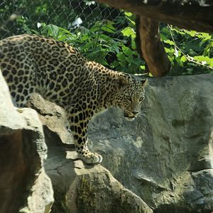 Persian leopard - May 2020