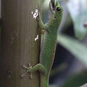 P. pasteuri? - Zoo Plzen