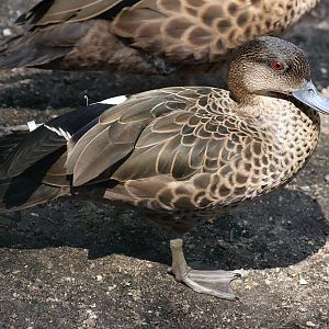 Duck ID - Zoo Plzen