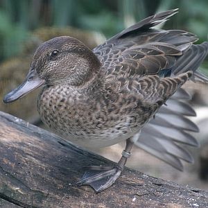 Duck ID - Zoo Plzen