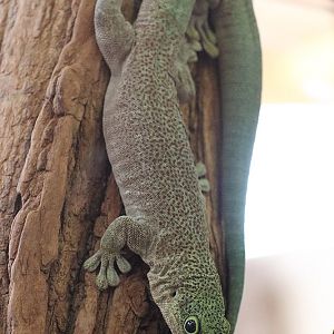 Phelsuma ID - Zoo Plzen